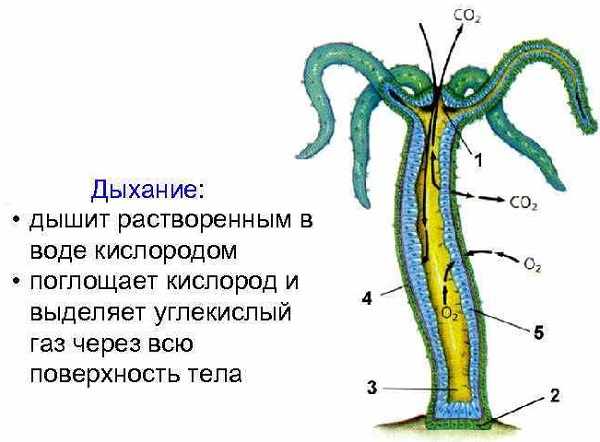 Омг сайт официальный